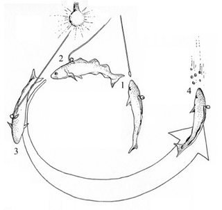 Illustration for article titled Fish Learn To Use Tools, So Let's Rethink the Definition of Tool Use